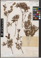 Salix aurita L. x Salix repens L.